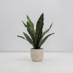 16" Faux Snake Plant & Fern Set