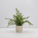 16" Faux Snake Plant & Fern Set