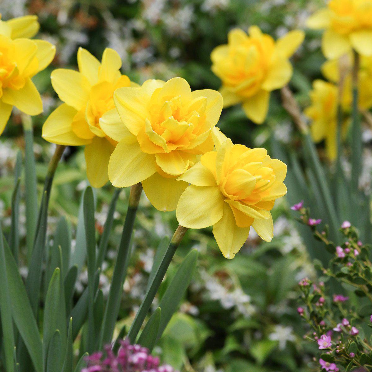 Narcissus - Daffodil Yellow Cheerfulness