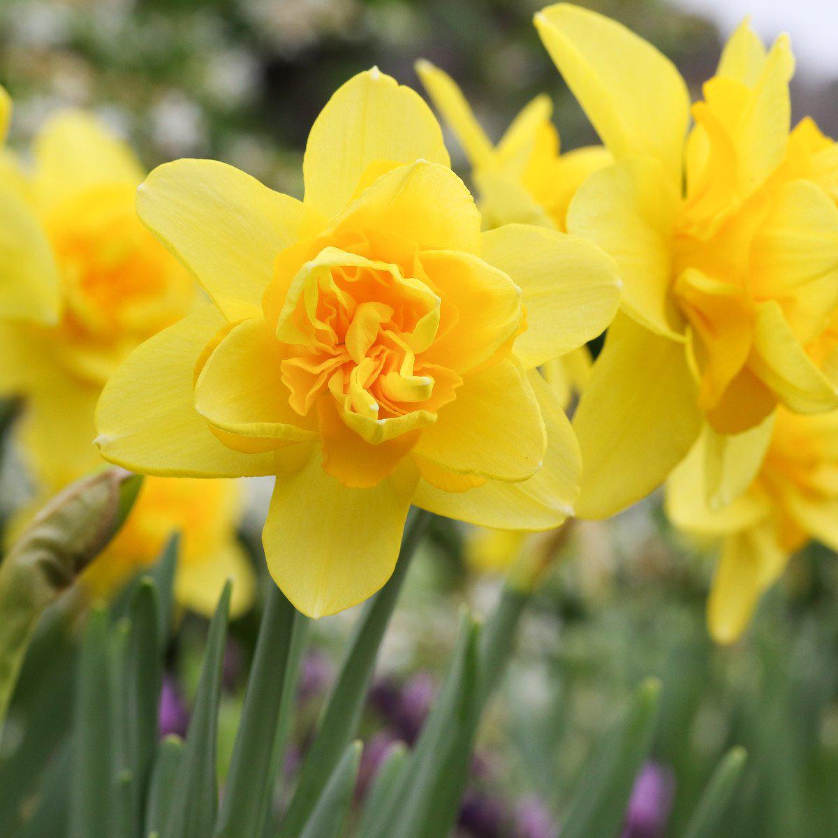 Narcissus - Daffodil Yellow Cheerfulness