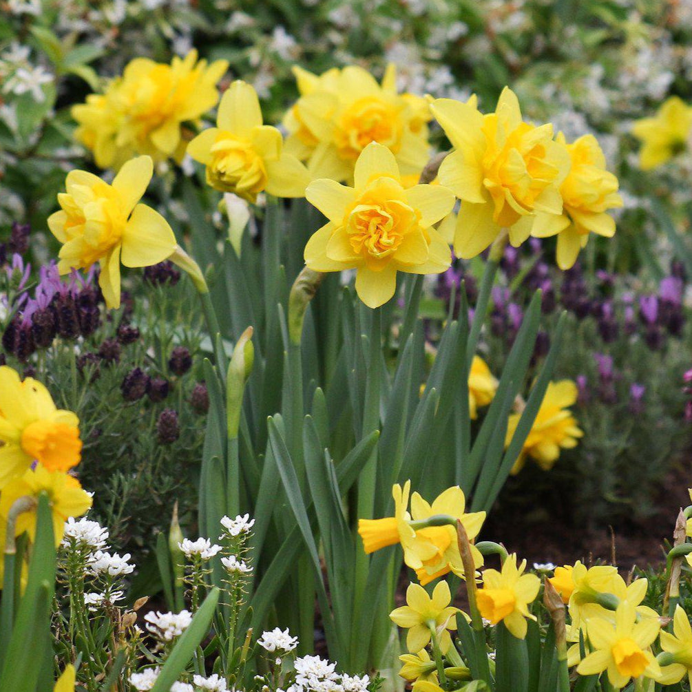Narcissus - Daffodil Yellow Cheerfulness