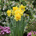 Narcissus - Daffodil Yellow Cheerfulness