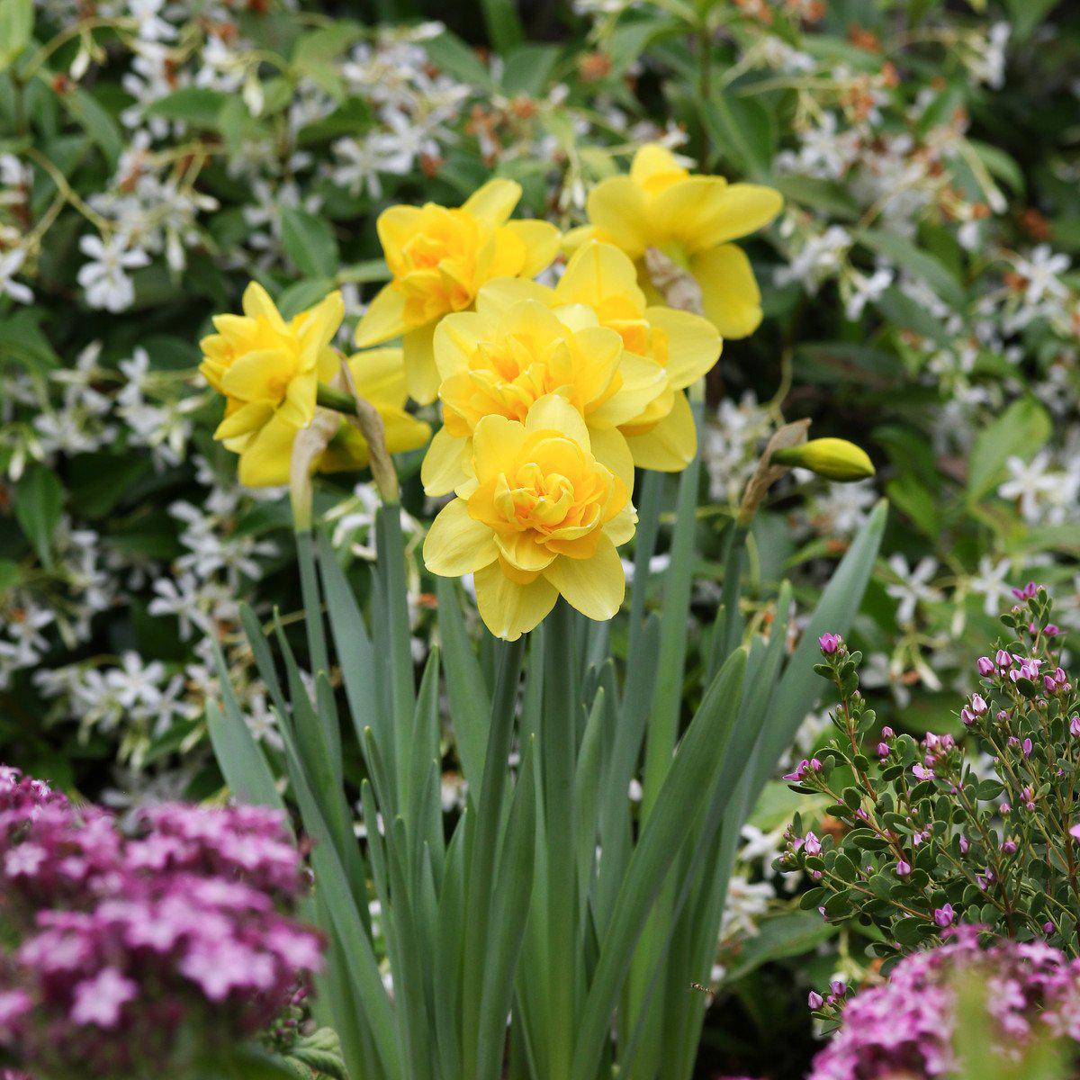 Narcissus - Daffodil Yellow Cheerfulness