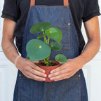 Peperomia 'Raindrop'
