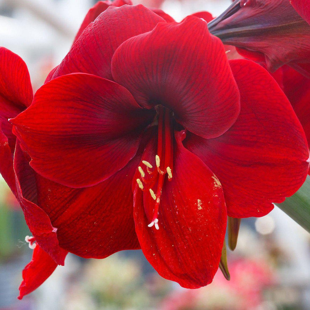 Amaryllis - Ferrari Red