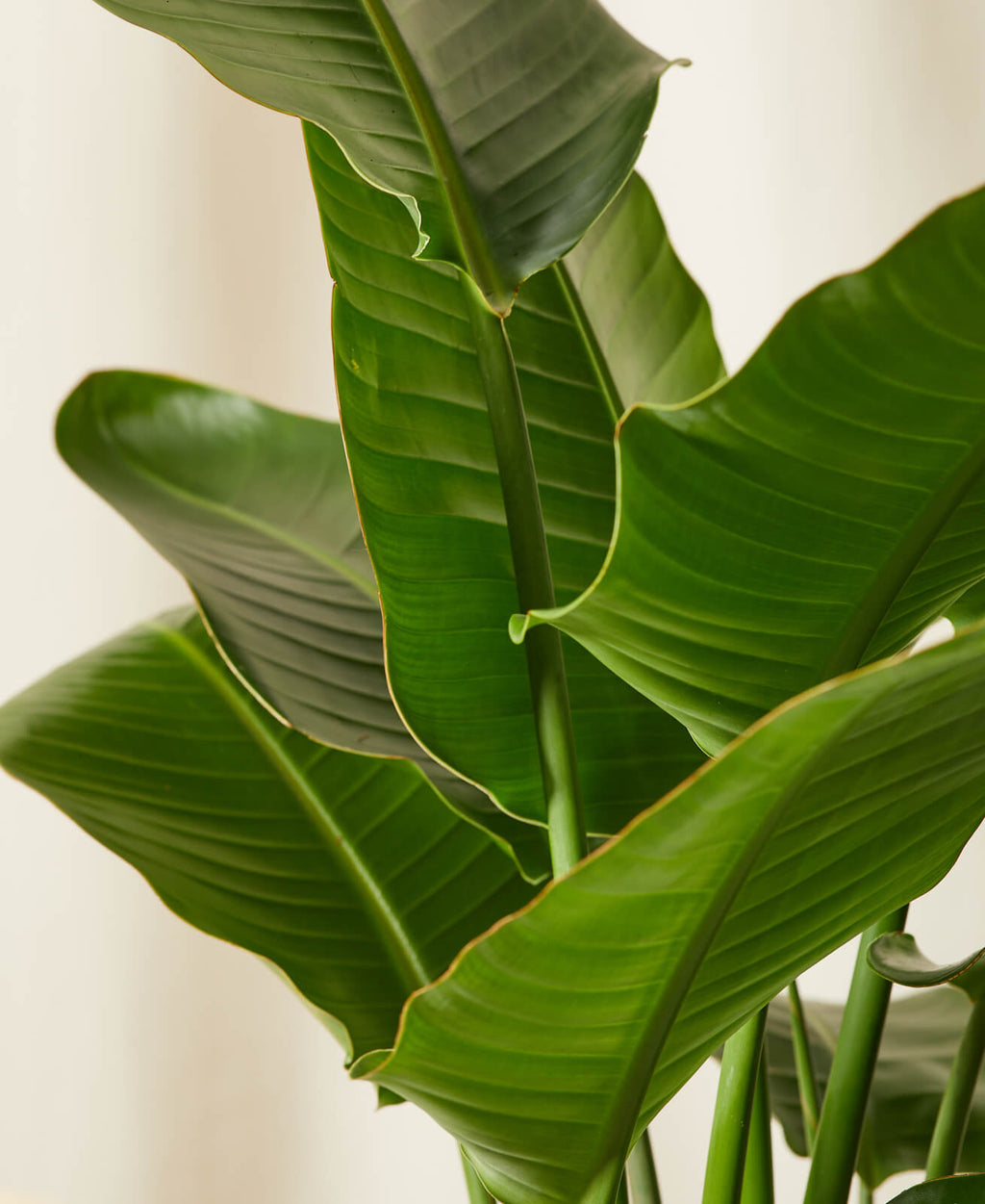 Bird of Paradise XXL