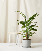 Bird of Paradise XXL