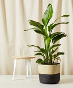 Bird of Paradise XXL