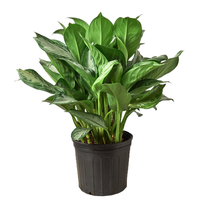 Chinese Evergreen 'Silver Bay' - 10" Pot