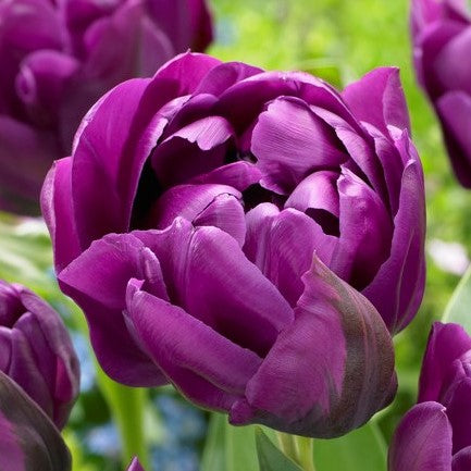 Tulip - Double Negrita