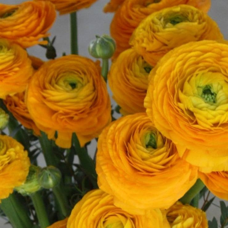 Italian Ranunculus - Elegance Giallo