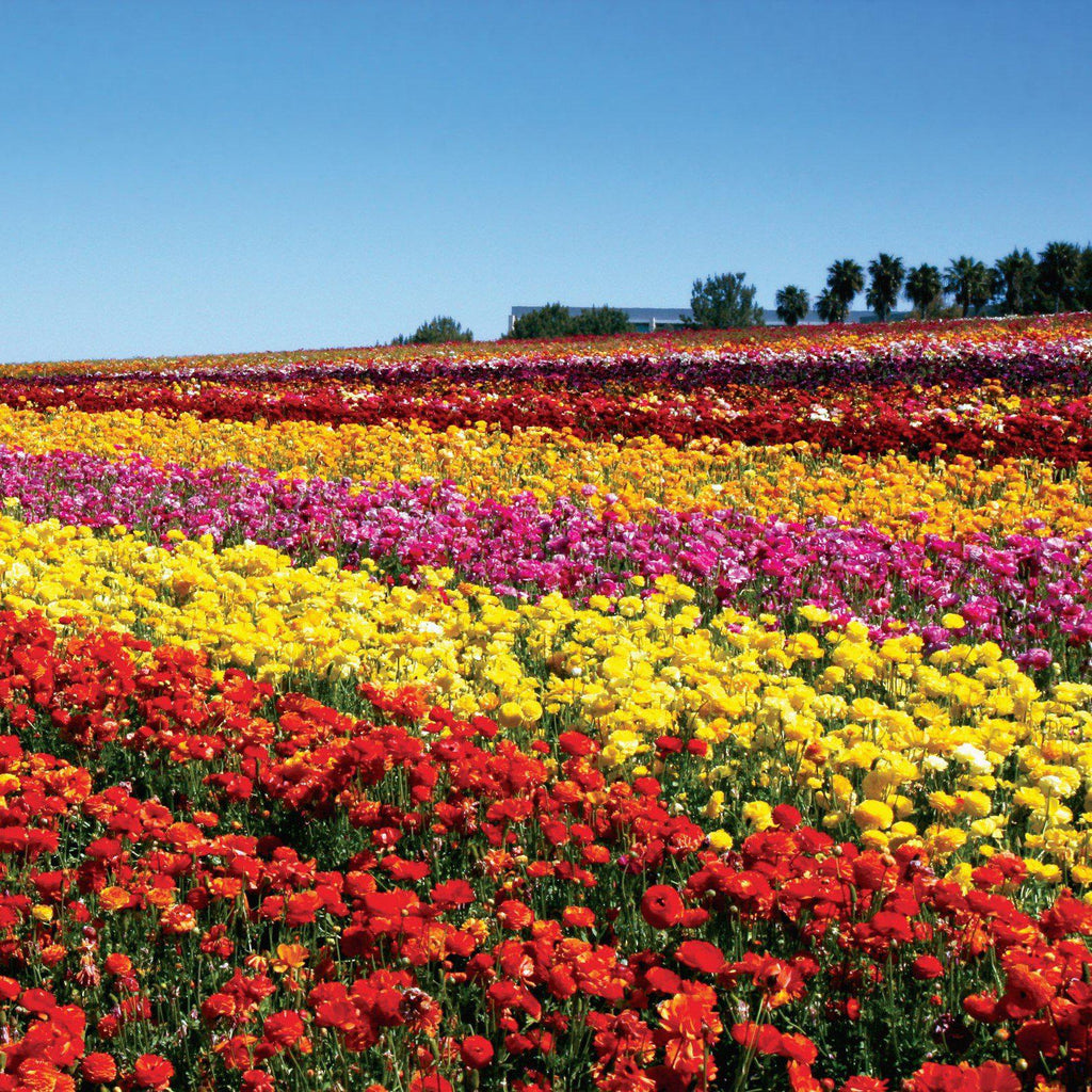 Ranunculus - Tecolote Red