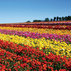 Ranunculus - Tecolote Red