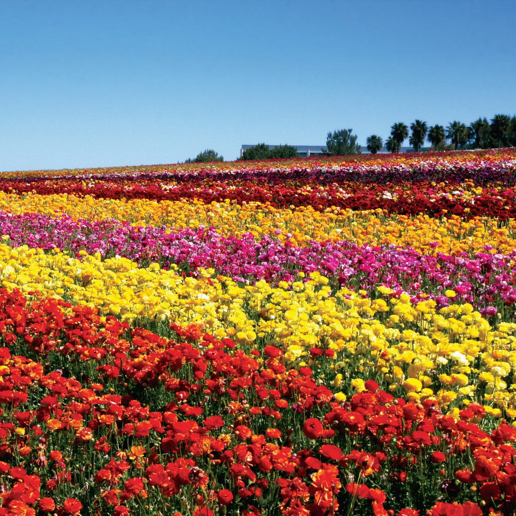 Ranunculus - Tecolote Flower Fields Collection