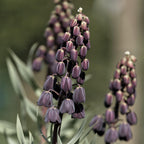 Fritillaria - Persica Plum Bells