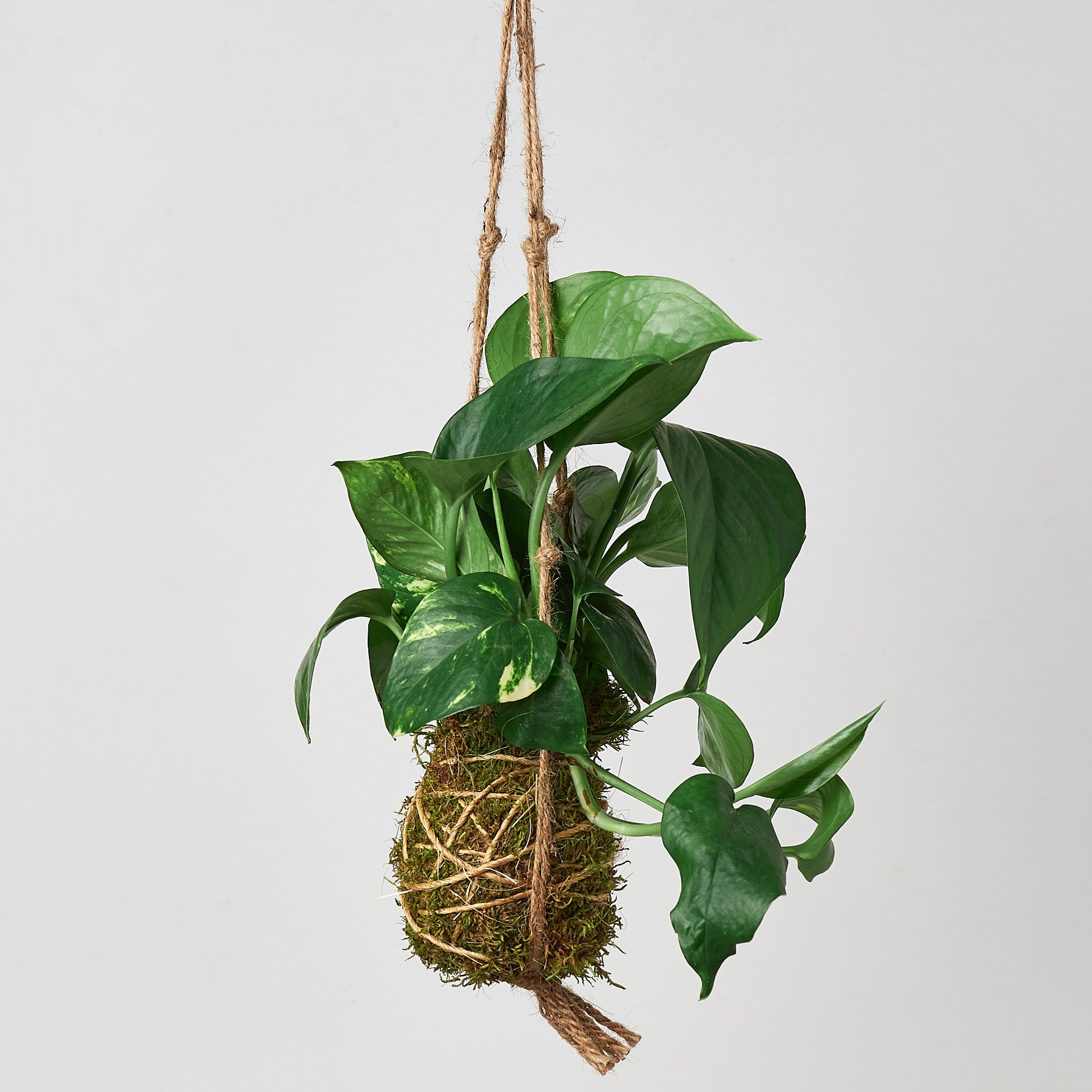 Kokedama hanging moss ball plant with a Golden Pothos hanging with twine.