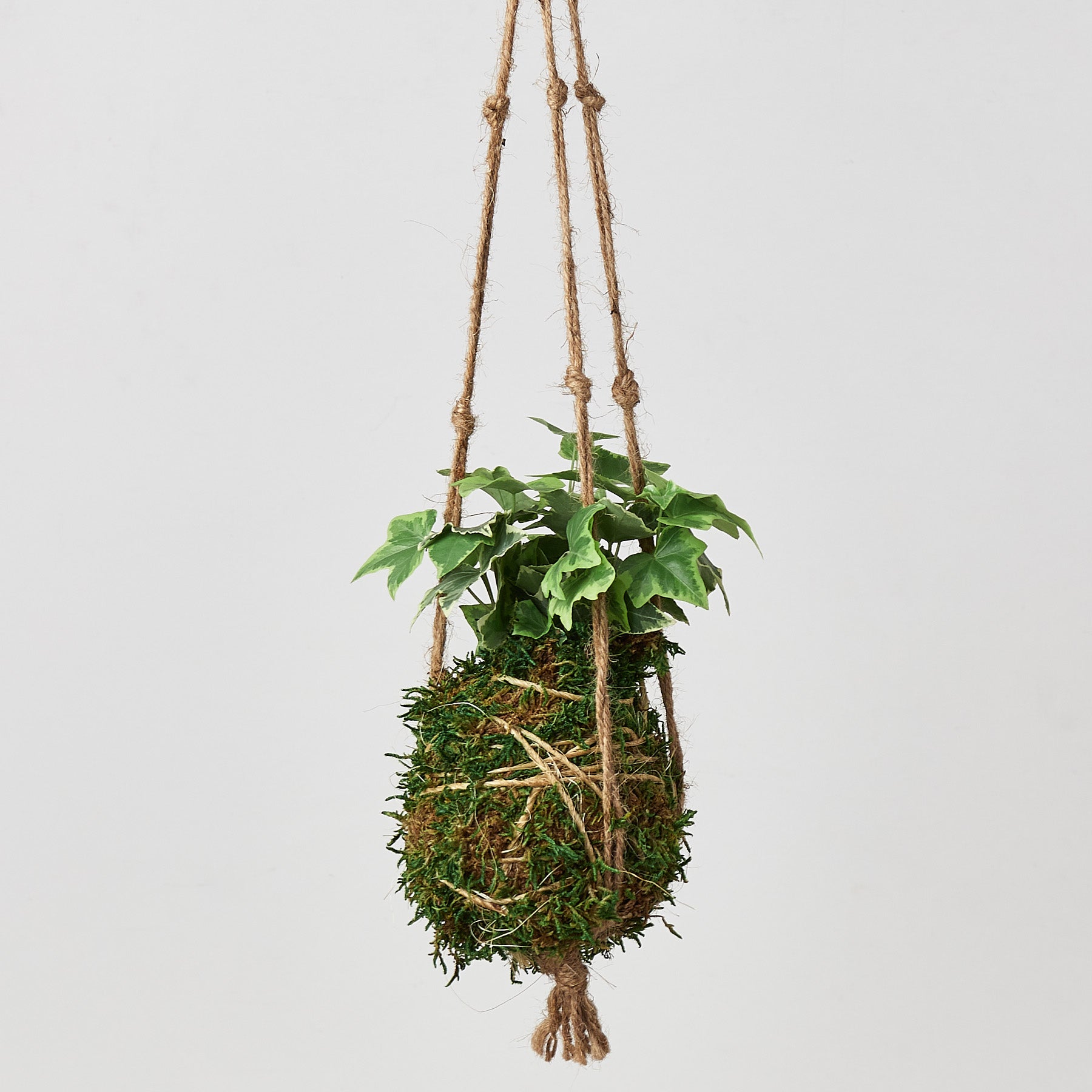 Hanging plant in a moss ball plant with Ivy and twine on a light gray background