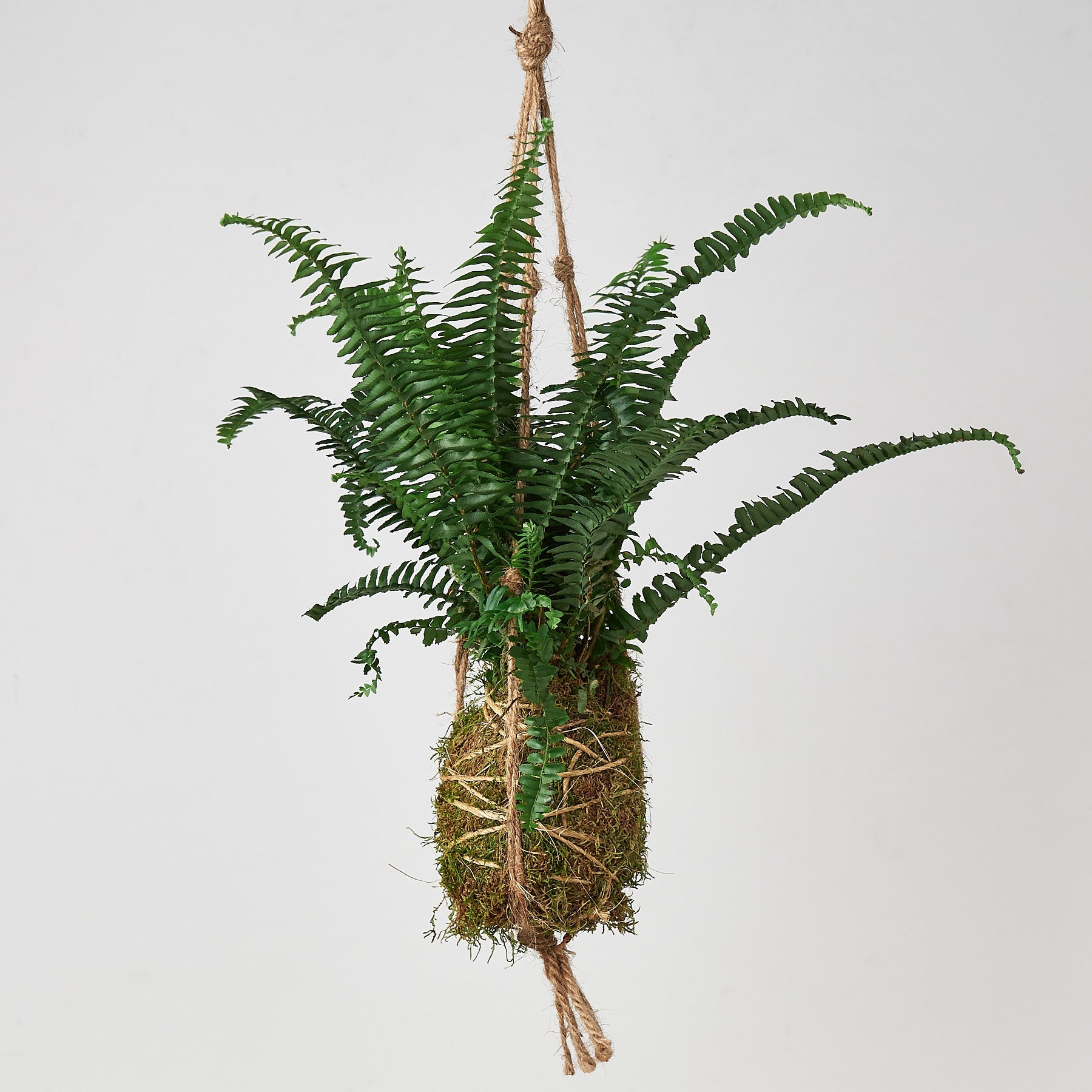 Kokedama moss ball plant with a Jester Crown Fern hanging with twine.