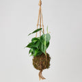 Hanging plant in a moss ball with a jute rope on a light gray background