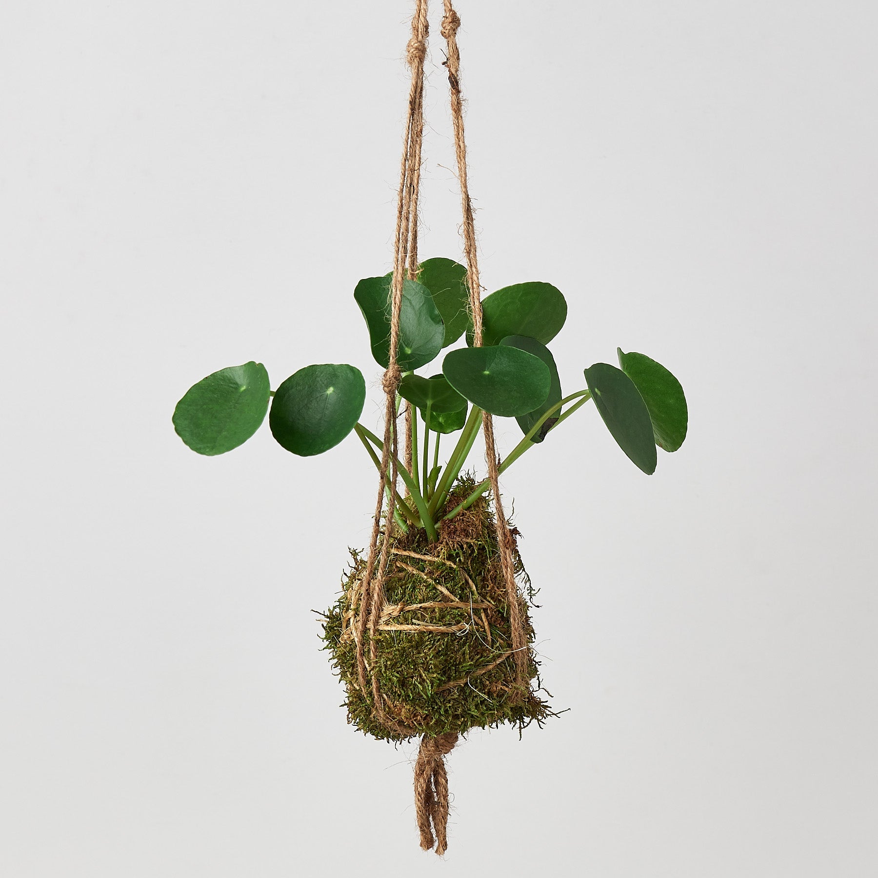 Kokedama hanging moss ball plant with a pilea plant hanging agains a light grey background.