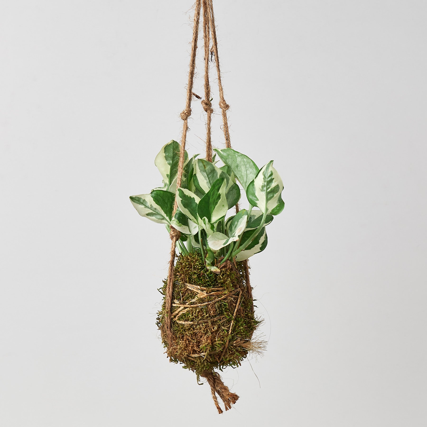Hanging Kokedama moss ball plant with a Pothos N'Joy against a light gray background
