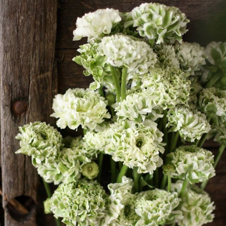 Italian Ranunculus - Cloni Pon Pon Igloo