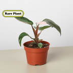 Pink Princess Philodendron