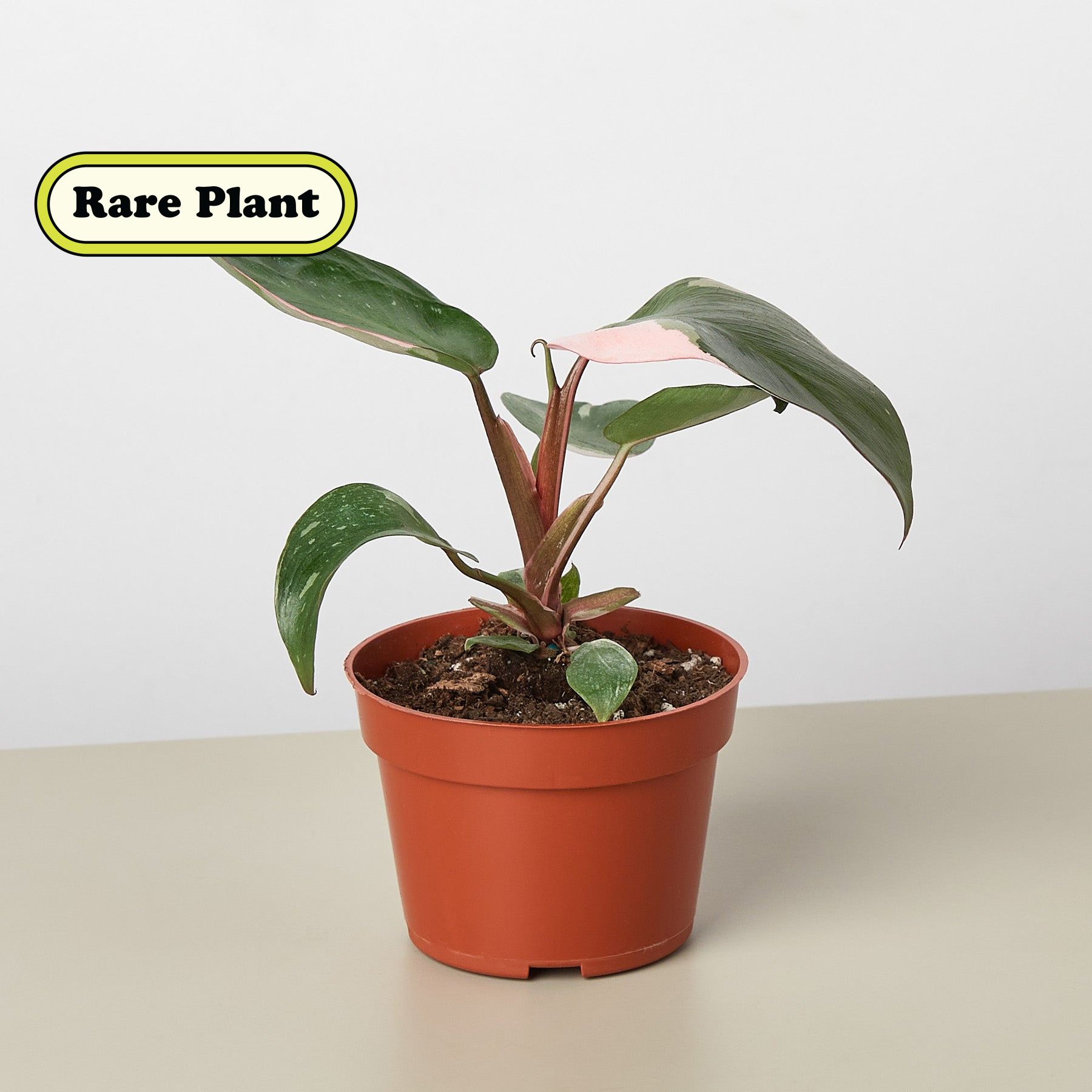 Pink Princess Philodendron