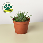 Zebra Succulent
