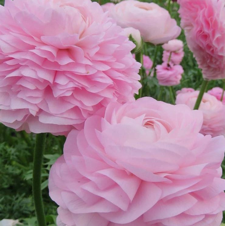 Italian Ranunculus - Elegance Rose Chiaro