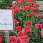 Italian Ranunculus - Success Fragolino