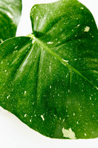 Monstera Thai Constellation