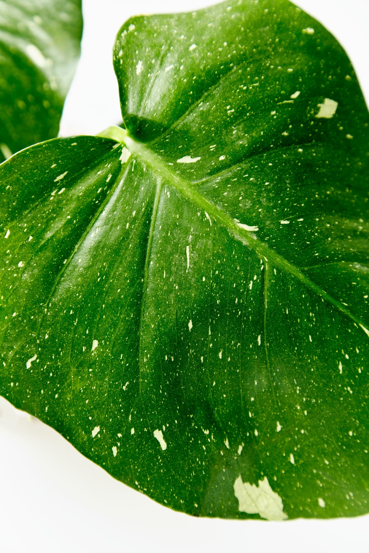 Monstera Thai Constellation