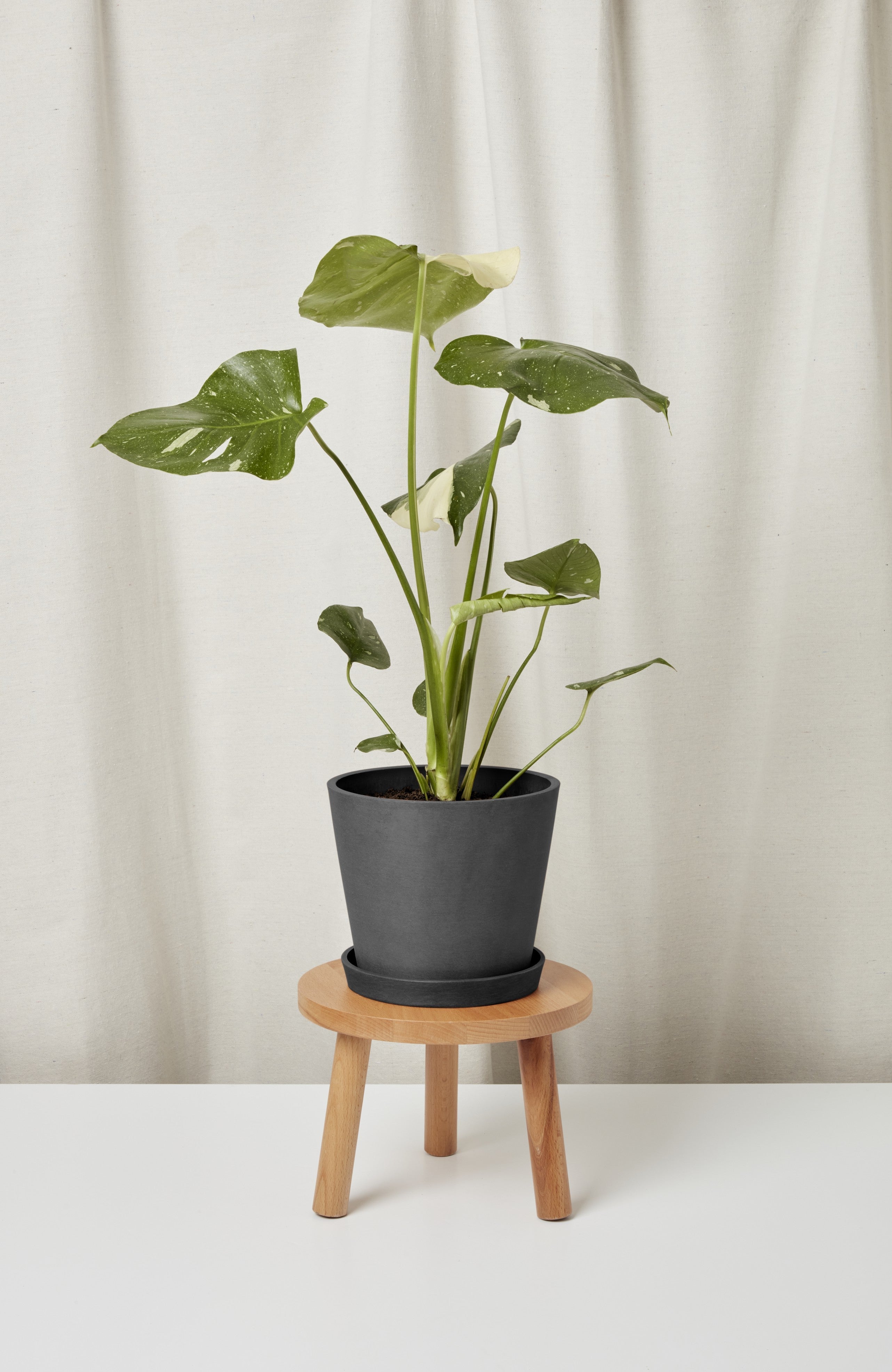 Monstera Thai Constellation