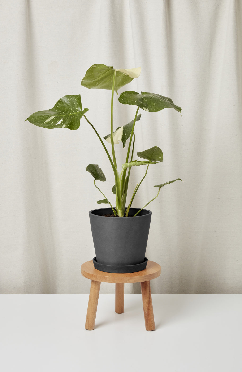 Monstera Thai Constellation
