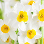 Narcissus - Paperwhite Wintersun (17+ cm)