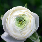 Ranunculus - Tecolote Rainbow Mix