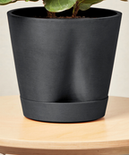 Monstera Thai Constellation