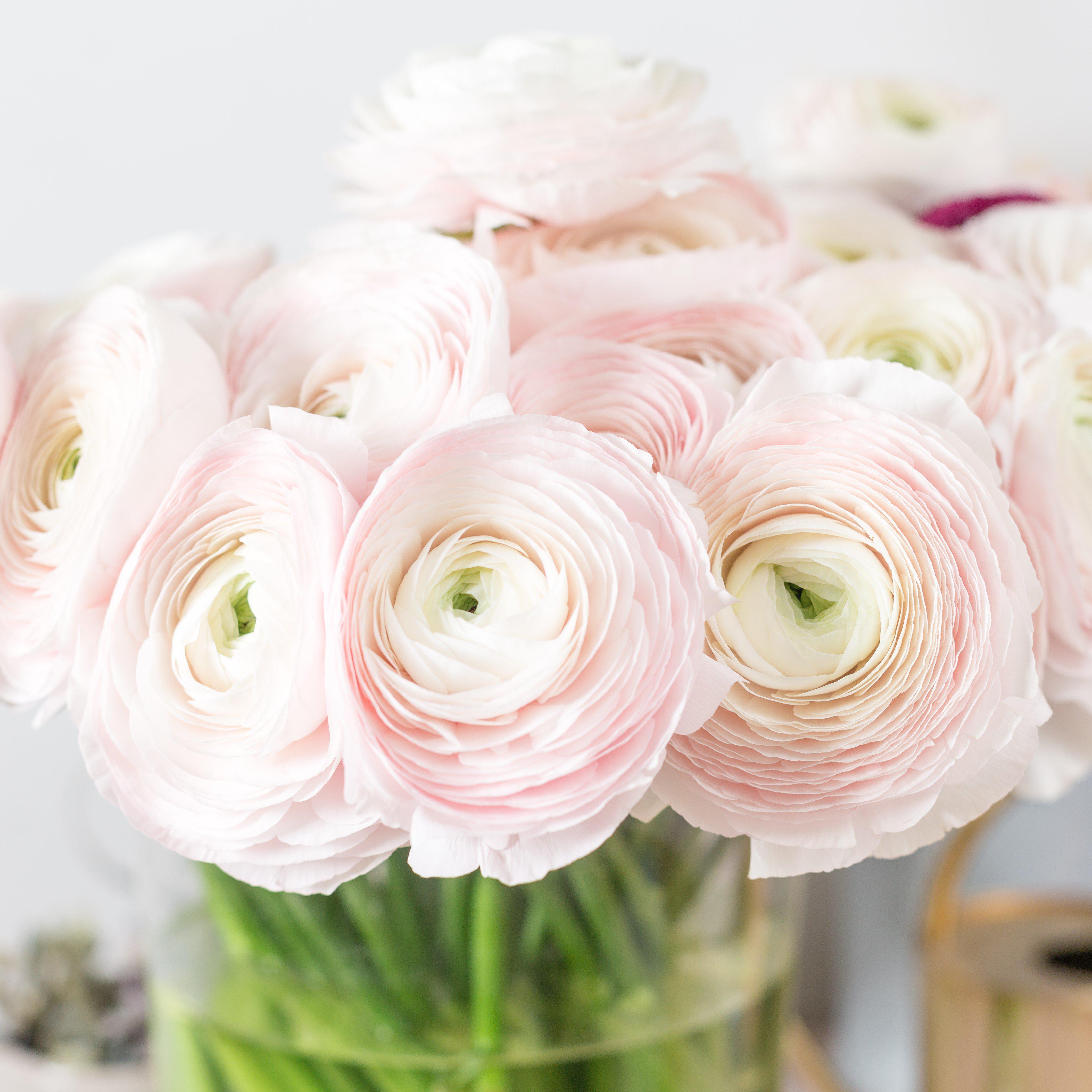 Italian Ranunculus - Cloni Success Hanoi
