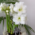 Amaryllis - Snow Drift