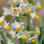 Narcissus - Paperwhite Wintersun (17+ cm)