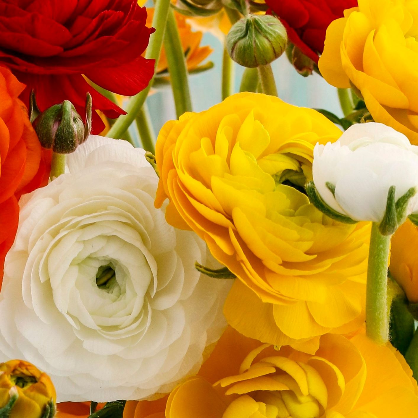 Ranunculus - Tecolote Fire & Ice Collection