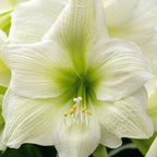 Amaryllis - White Christmas