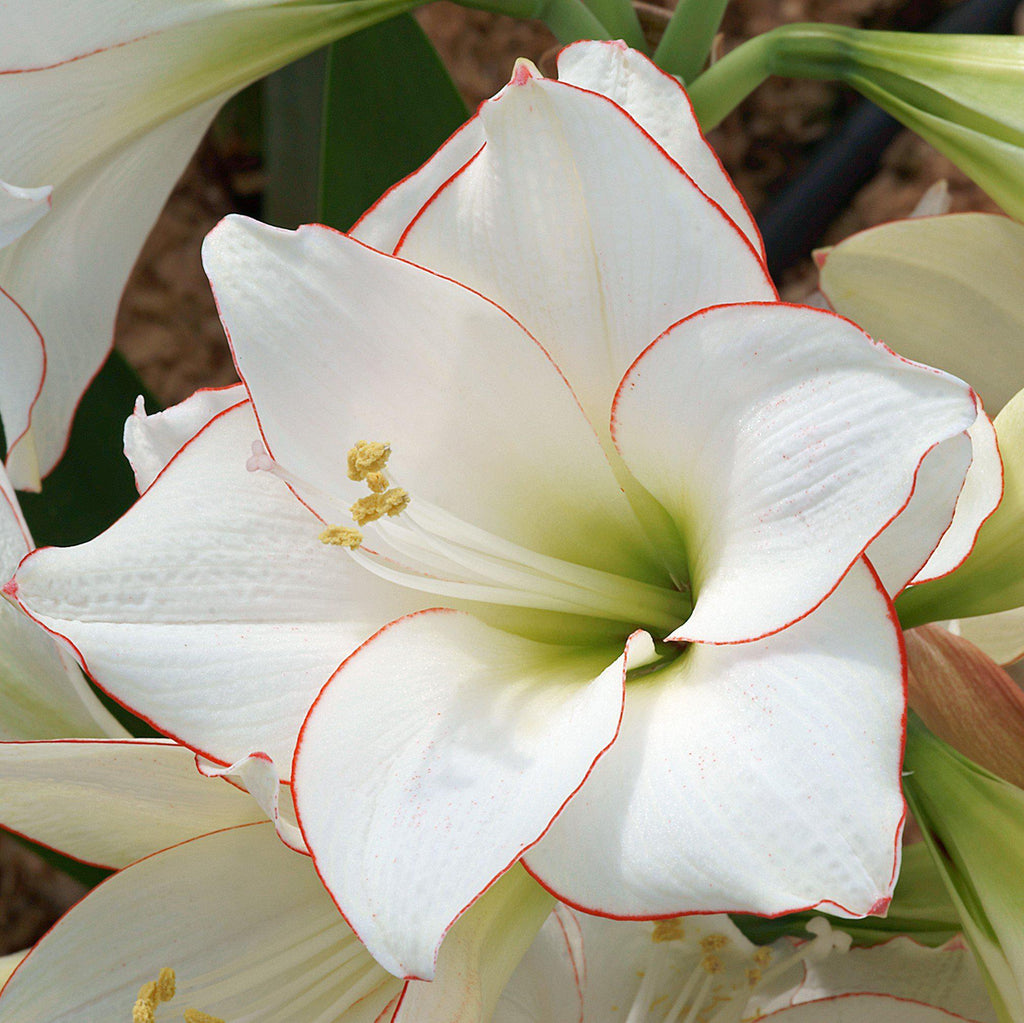 Amaryllis - Picotee