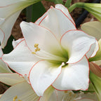 Amaryllis - Picotee