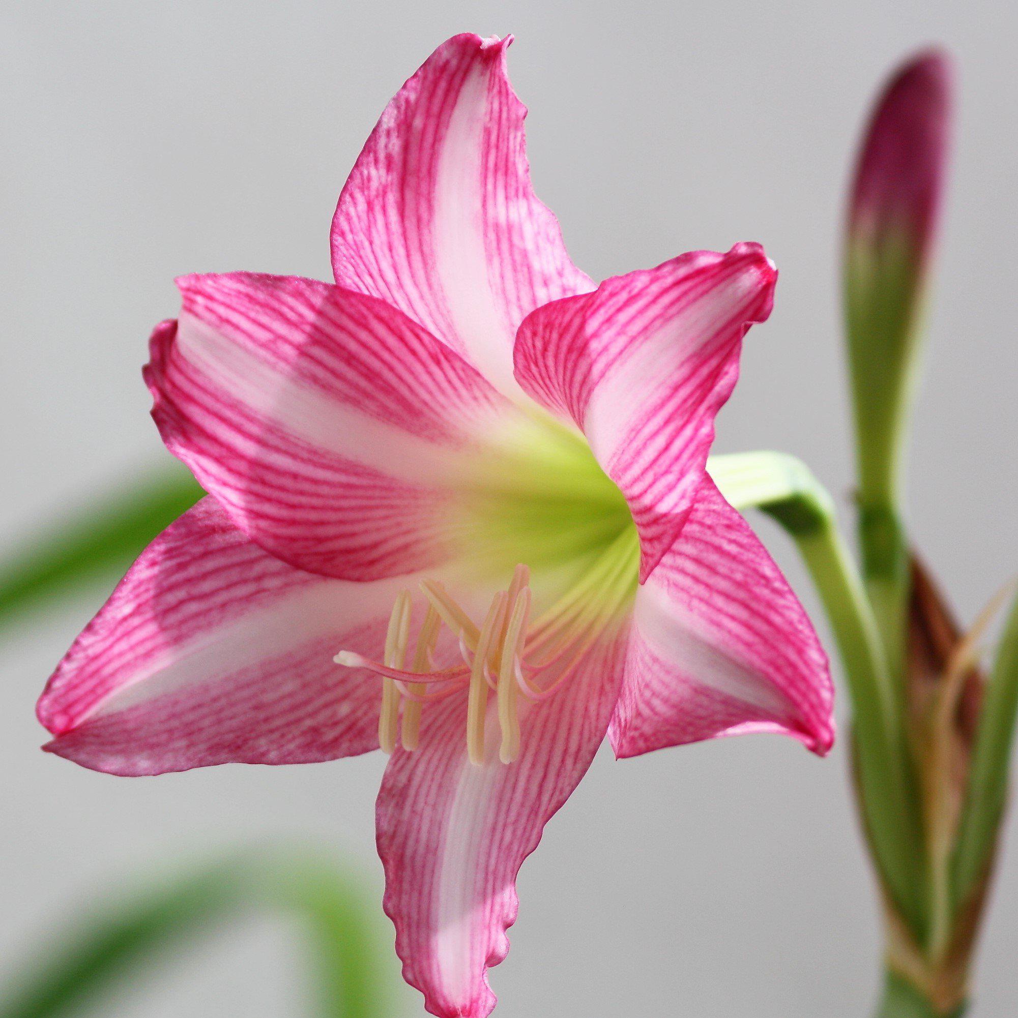 Amaryllis - Estella
