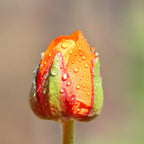 Ranunculus - Tecolote Sunset