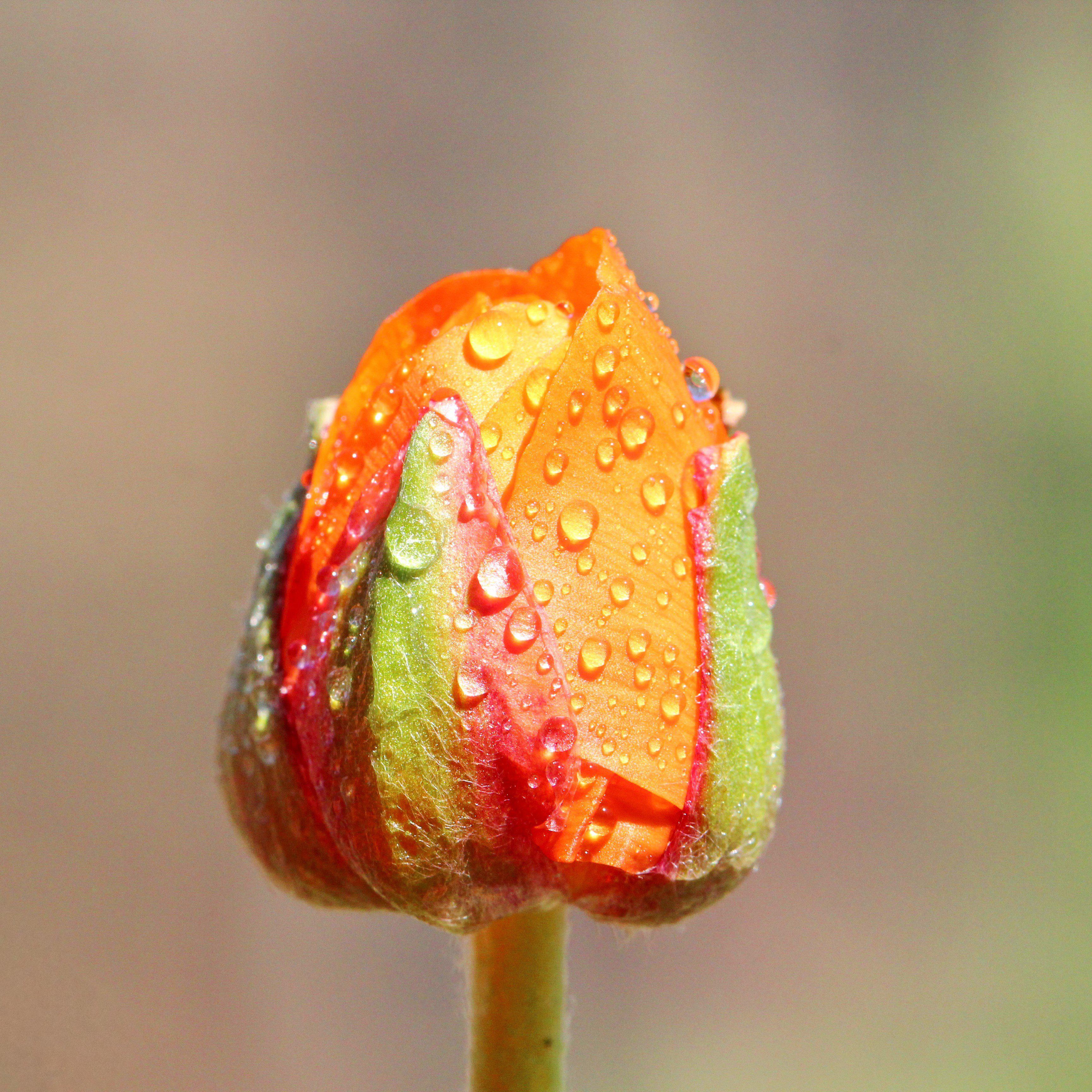 Ranunculus - Tecolote Sunset