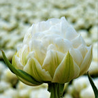 Tulip - Mount Tacoma