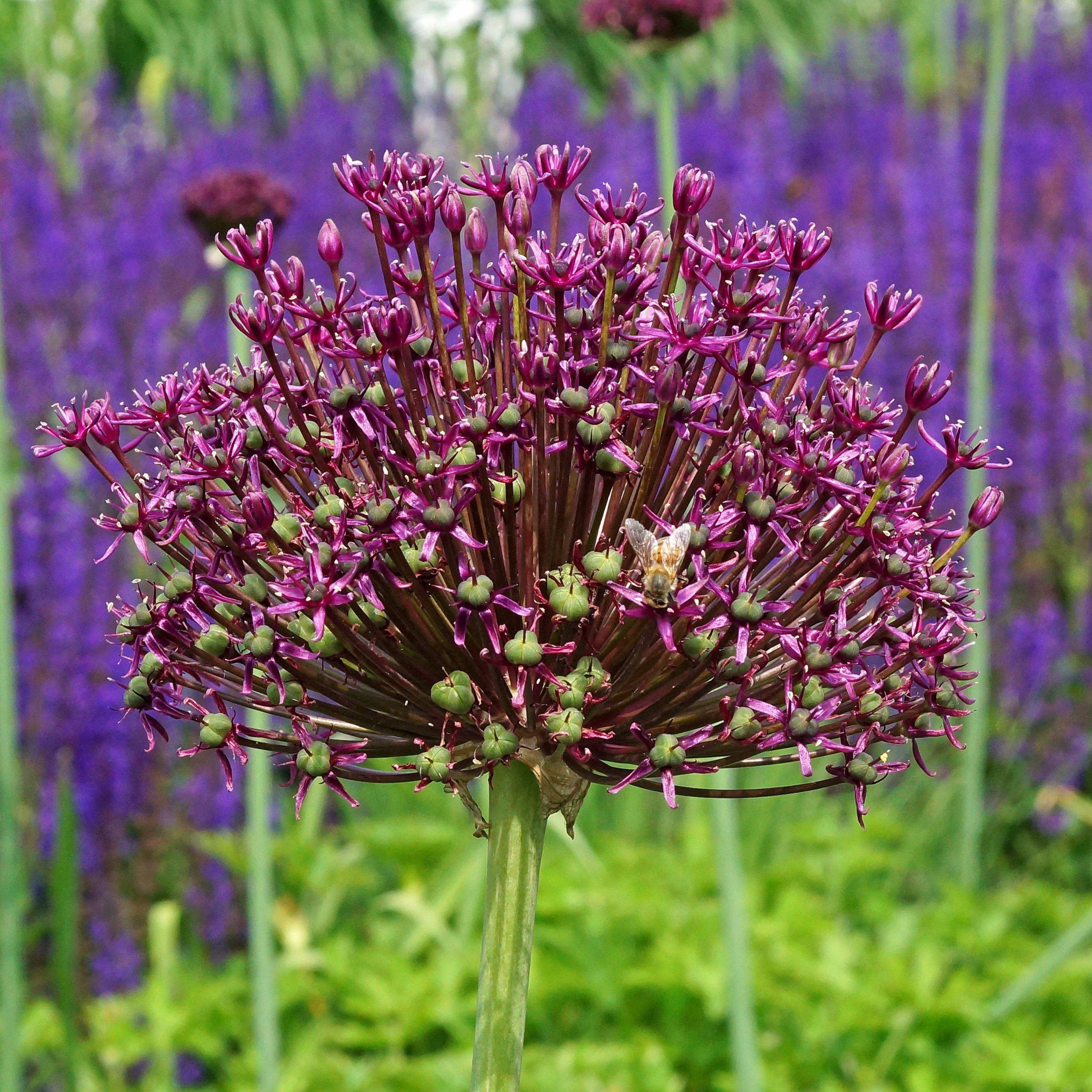 Allium - Sonoma Collection